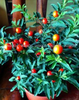 /album/%cf%86%cf%85%cf%84%ce%ac/fito10-jpg1/