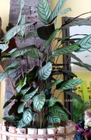 /album/%cf%86%cf%85%cf%84%ce%ac/fito12-jpg1/