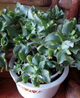 /album/%cf%86%cf%85%cf%84%ce%ac/a22-jpg3/