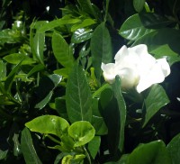/album/%cf%86%cf%85%cf%84%ce%ac/gardenia-jpg4/