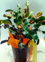 /album/%cf%86%cf%85%cf%84%ce%ac/a20-jpg4/